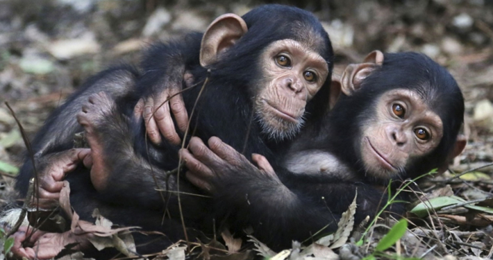 Campaña-Movilízate-por-la-selva-Teléfonos móviles viejos--Colegio-Virgen-de-la-Vega
